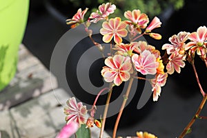 Closeup view of the delicate petals on a lewisia plant