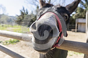 Closeup view of donkey in a farm.Portrait cute funny donkey