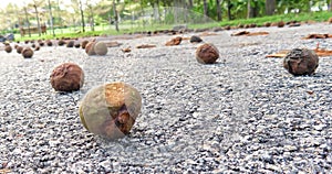 Closeup view of dried fruits on the garden walking path at Anjung Floria Putrajaya