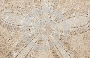 Closeup view of a dried sand dollar skeleton