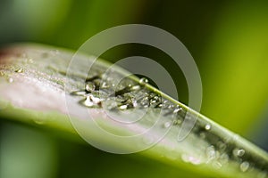 Closeup view of drops of dew in morning on green leaf with sun light
