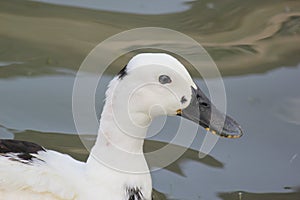 Closeup view of Duck