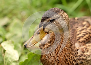 Closeup view of duck head