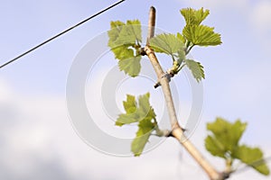 Closeup view of early Spring leaves and buds growth on Julius Spital Vines in Würzburg, Franconia, Bavaria, Germany. Blue cloudy
