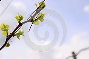 Closeup view of early Spring leaves and buds growth on Julius Spital Vines in Würzburg, Franconia, Bavaria, Germany. Blue cloudy