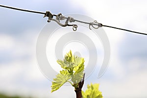 Closeup view of early Spring leaves and buds growth on Julius Spital Vines in Würzburg, Franconia, Bavaria, Germany. Bokeh.