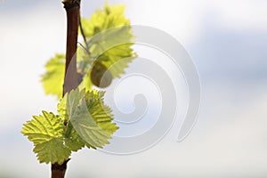 Closeup view of early Spring leaves and buds growth on Julius Spital Vines in WÃ¼rzburg, Franconia, Bavaria, Germany. Bokeh.