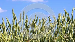 Closeup view of ears of wheat sway in the wind against blue sky.