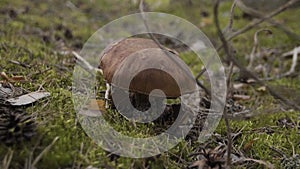 Closeup view of edible forest mushroom brown cap boletus growing in summer forest among green moss. Close up mushroom in