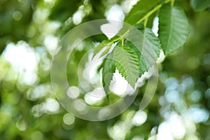 Closeup view of elm tree with young green leaves outdoors on spring day