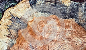 Closeup view of end cut wood tree section
