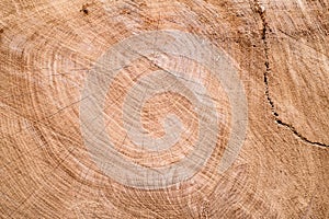 End cut wood tree section