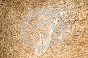 end cut wood tree section