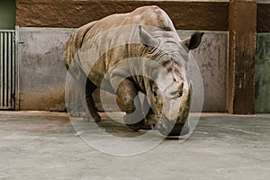 closeup view of endangered white rhino