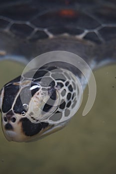Closeup view of a face of a turtle inside water.
