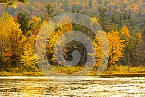Closeup view of fall foliage at Morey Pond, New Hampshire
