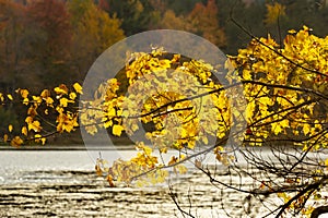 Closeup view of fall foliage at Morey Pond, New Hampshire