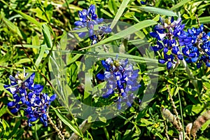 Closeup View of Famous Texas Bluebonnet (Lupinus texensis) Wildflowers photo