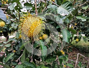 Closeup view of famous tropical fruits known as rambutan at the farm. Tropical fruits concept