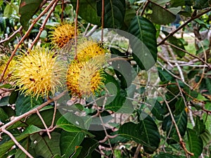 Closeup view of famous tropical fruits known as rambutans