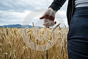 Closeup view of a farmer checking on his crop