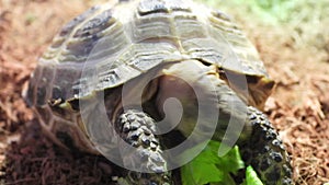 Closeup view of feeding of Testudo horsfieldii