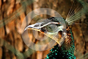 Closeup view of Female Peacock