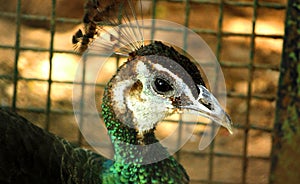 Closeup view of Female Peacock