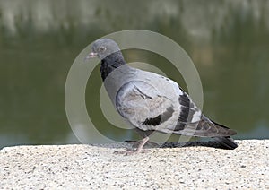 Closeup view of a feral pigeon with the Tiber River in the background, Rome