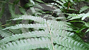 Closeup view of fern on a bright morning shows the beauty in nature