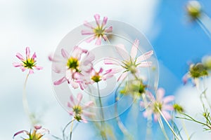 Closeup view of field of cosmos flowers, meadow of summer nature. Beautiful flowers blurred natural background