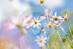 Closeup view of field of cosmos flowers, meadow of summer nature. Beautiful flowers blurred natural background