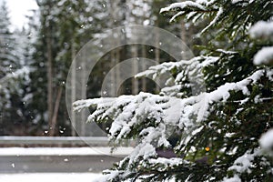 Closeup view of fir tree covered with snow outdoors on winter day