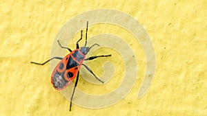 Closeup view of Firebug insect Pyrrhocoris apterus on yellow wall