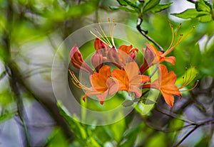 Closeup View of Flame Azalea Flowers