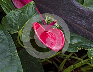 Closeup view of a Flamingo-lily, anthurium andraeanum, inside the Jewel Box in Forest Park in Saint Louis, Missouri.