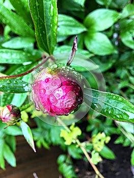A closeup view of a flowering pink rhododendron flower bud with morning drops of dew.