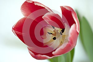 Closeup View of a Flowering Tulip