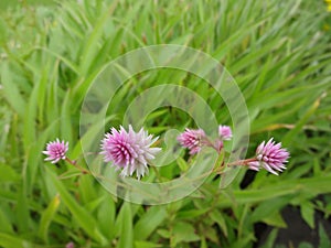 Closeup view of flowers landscape in the specific season