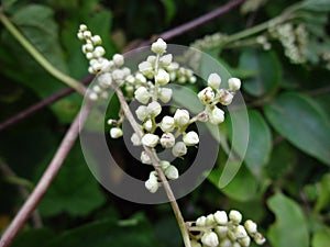 Closeup view of flowers in the specific season