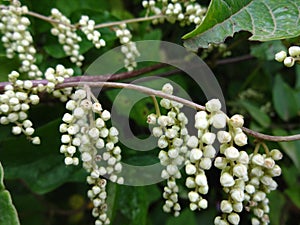 Closeup view of flowers in the specific season