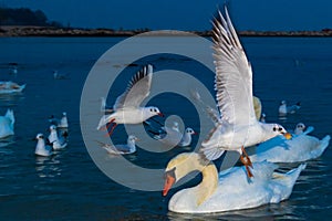 Closeup view of flying white birds at evening sea