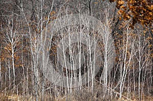 Closeup view of a forest of Birch and other trees in Winter
