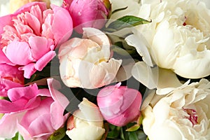 Closeup view of fragrant peony flowers