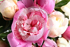 Closeup view of fragrant peony flowers