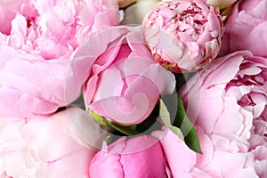 Closeup view of fragrant peony flowers