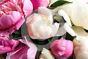 Closeup view of fragrant peony flowers