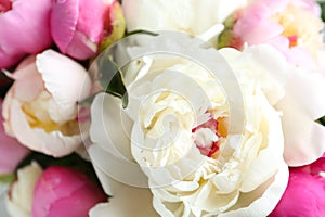 Closeup view of fragrant peony flowers
