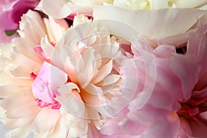 Closeup view of fragrant peony flowers