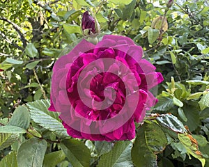 Closeup view of a French rose in the countryside surrounding Castelvetro of Modena, Italy.